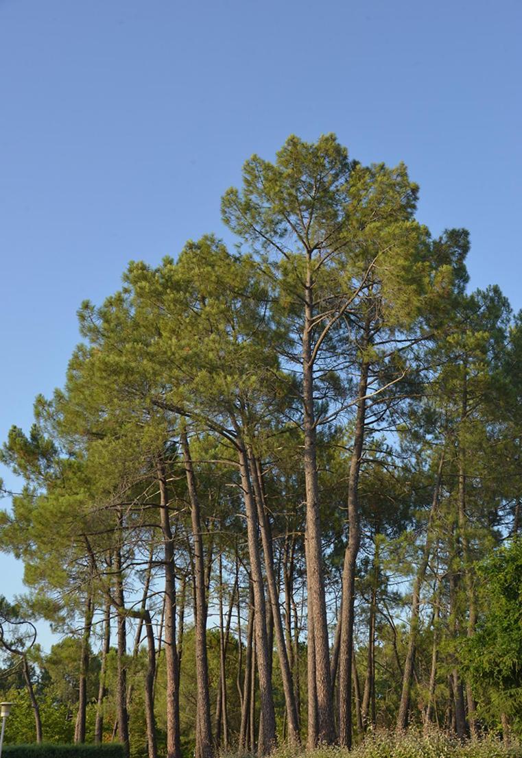 Camping La Rouviere Les Pins Vagnas Esterno foto